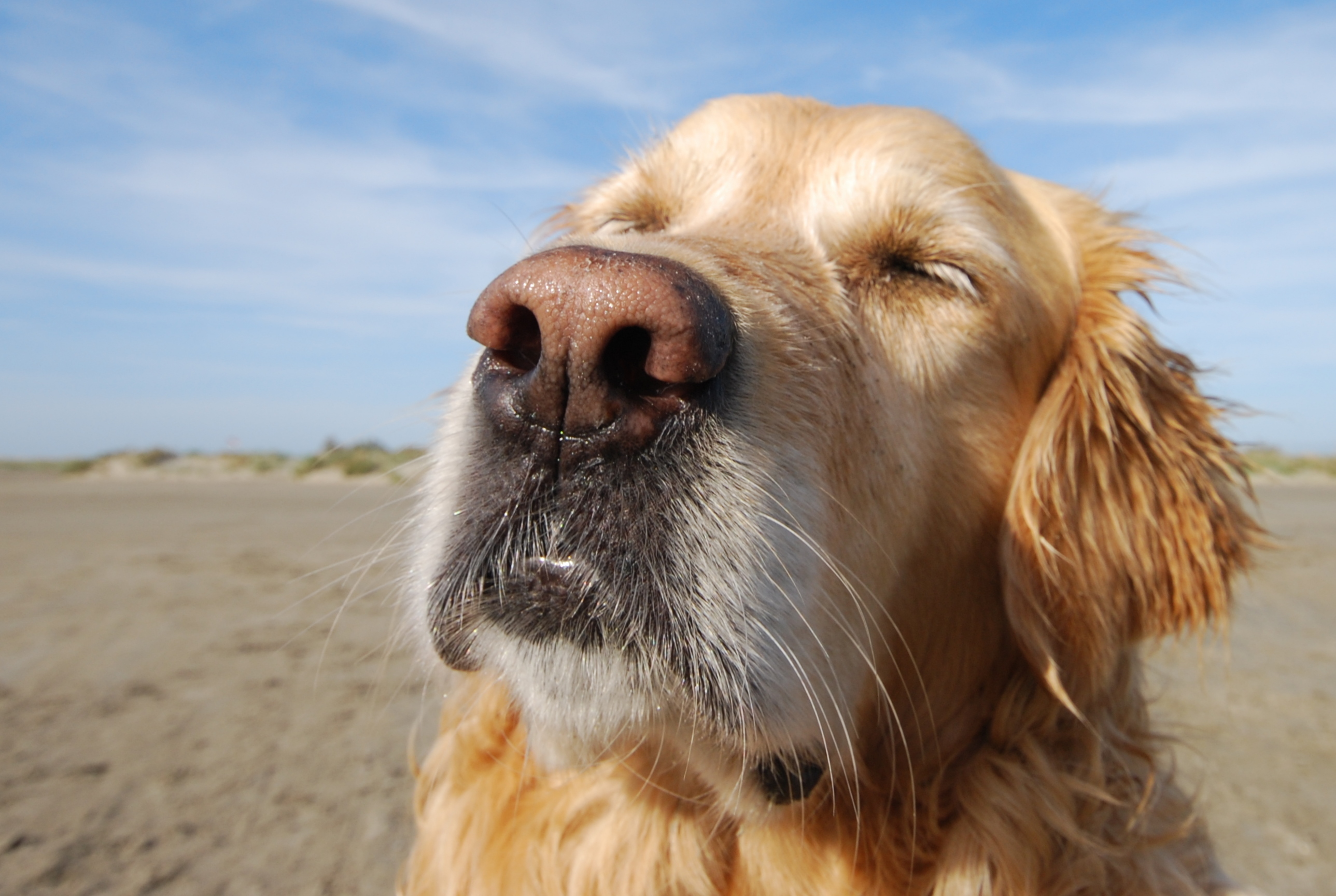 What are some pet-friendly beach destinations in the United States?