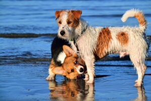Two dogs playing at a timeshare pet friendly report